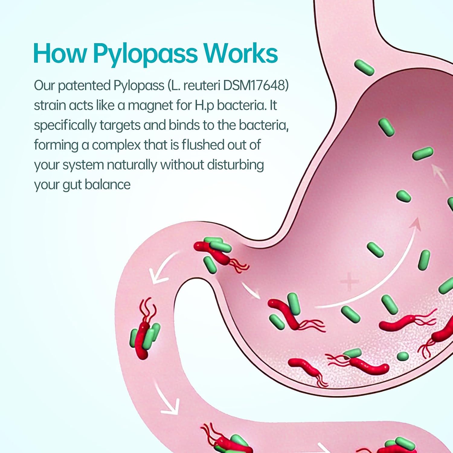 5-in-1 High Potency H. Pylori Probiotic, 1 Per Day - Supports Gastric Lining Integrity, Occasional Indigestion, Acid Comfort - Pylopass Lactobacillus Reuteri, Gluten Free, Vegan, 30ct, Made in Germany
