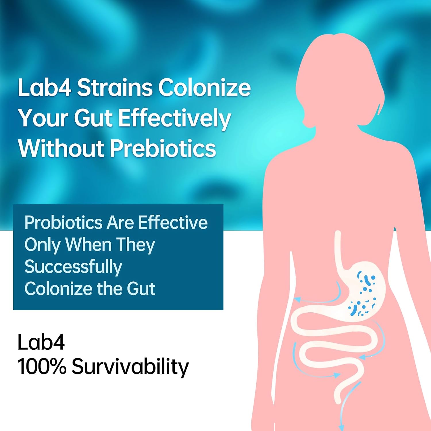 purmeo Probiotic for Stomach, Gut and Immune Health