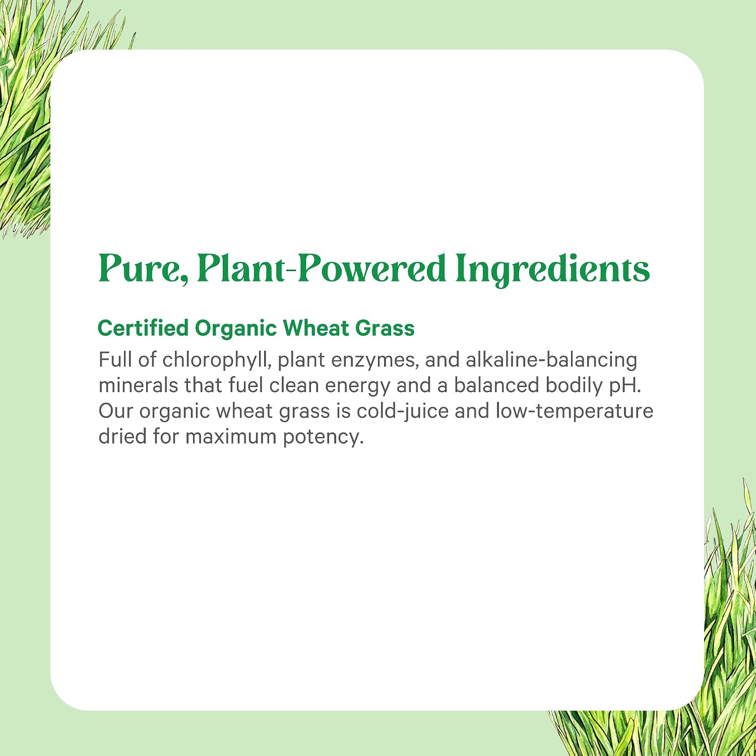 PURE SYNERGY Organic Wheat Grass Juice Powder | Chlorophyll-Rich Green Juice Powder | Raw Organic USA Wheat Grass | for Energy, Alkaline Balance, and Digestion Support (5.3 oz.)