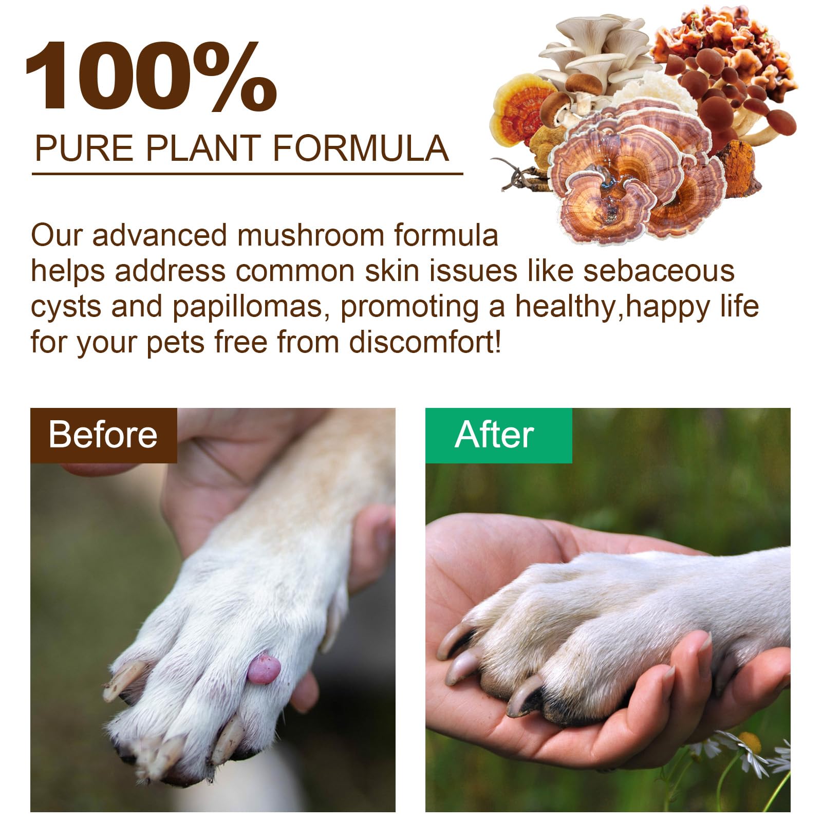 Mushroom Supplement Powder for Dogs & Cats, 11 Beneficial Mushroom Complex for Immune Support, Cellular Protection, Heart & Brain Health Lion's Mane, Reishi & Turkey Tail, Bacon Flavor - 120g