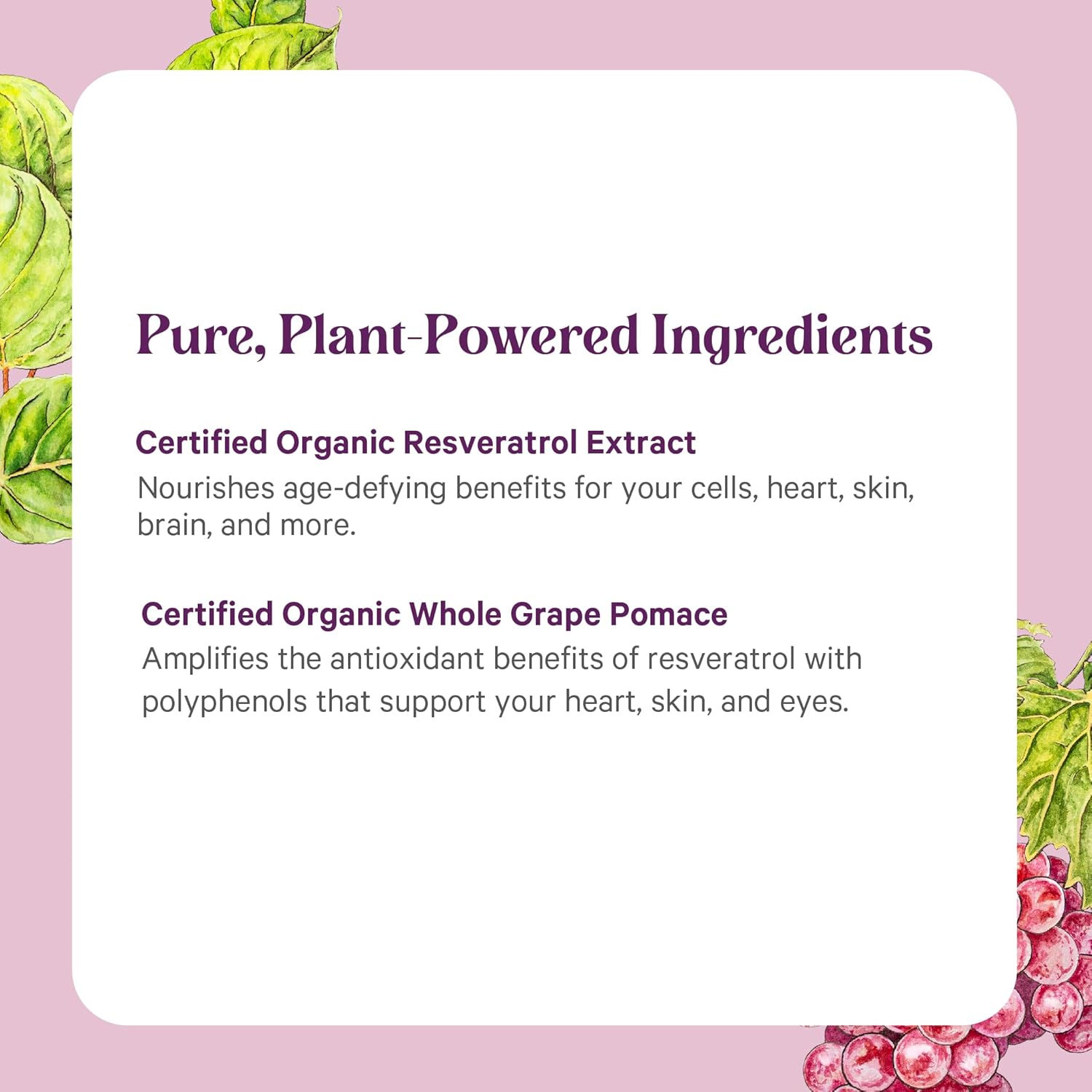 PURE SYNERGY SuperPure Resveratrol Extract | Organic Resveratrol Supplement | Antioxidant Trans-Resveratrol Extract with Grape Polyphenols | for Healthy Aging, Heart, and Skin Health (60 Capsules)