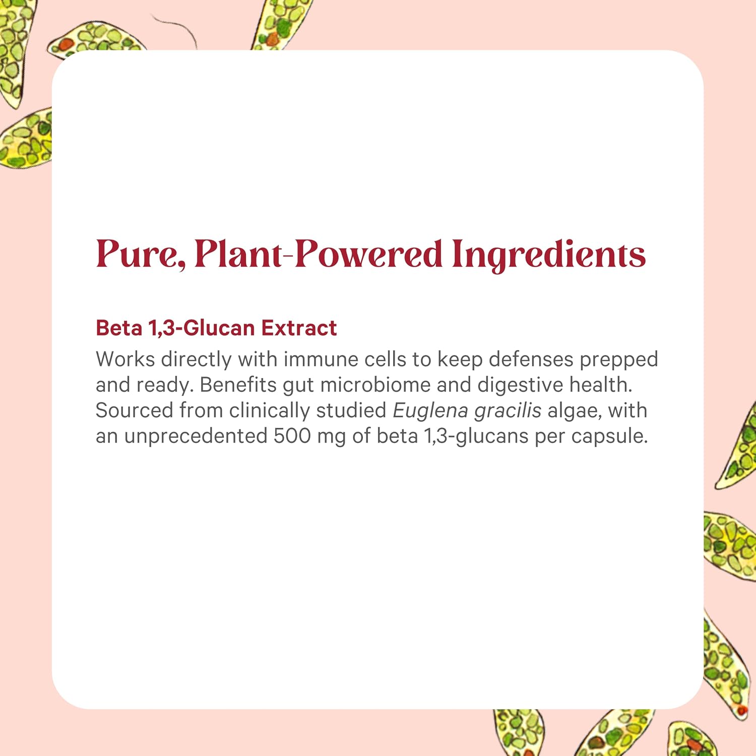PURE SYNERGY SuperPure Beta 1,3-Glucan Extract | 500 mg Beta 1,3-Glucan Supplement from Algae | Yeast-Free, Non-GMO, Standardized Extract | Supports Immune Health & Digestion (60 Capsules)