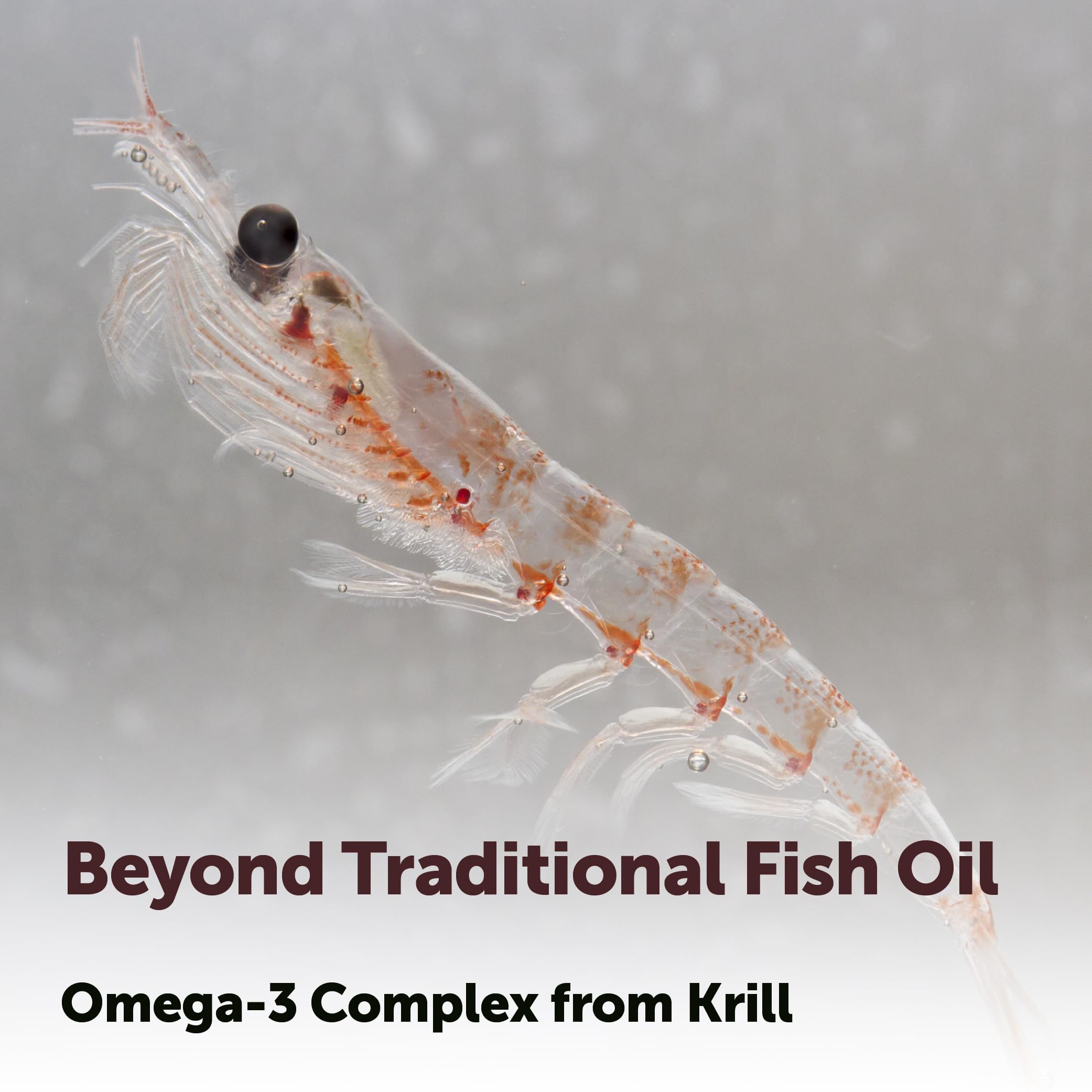 Micro Ingredients Antarctic Krill Oil Supplement 2,000mg Per Serving, 240 Softgels | Omega-3 EPA & DHA with Phospholipids & Natural Astaxanthin | No Fishy Aftertaste | Non-GMO, Gluten Free