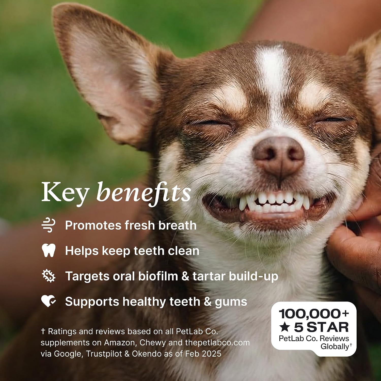 PetLab Co. ProBright Dental Powder - Dog Breath Freshener - Teeth Cleaning Made Easy – Targets Tartar & Bad Breath - Formulated for Medium Size Dogs - Pack of 2