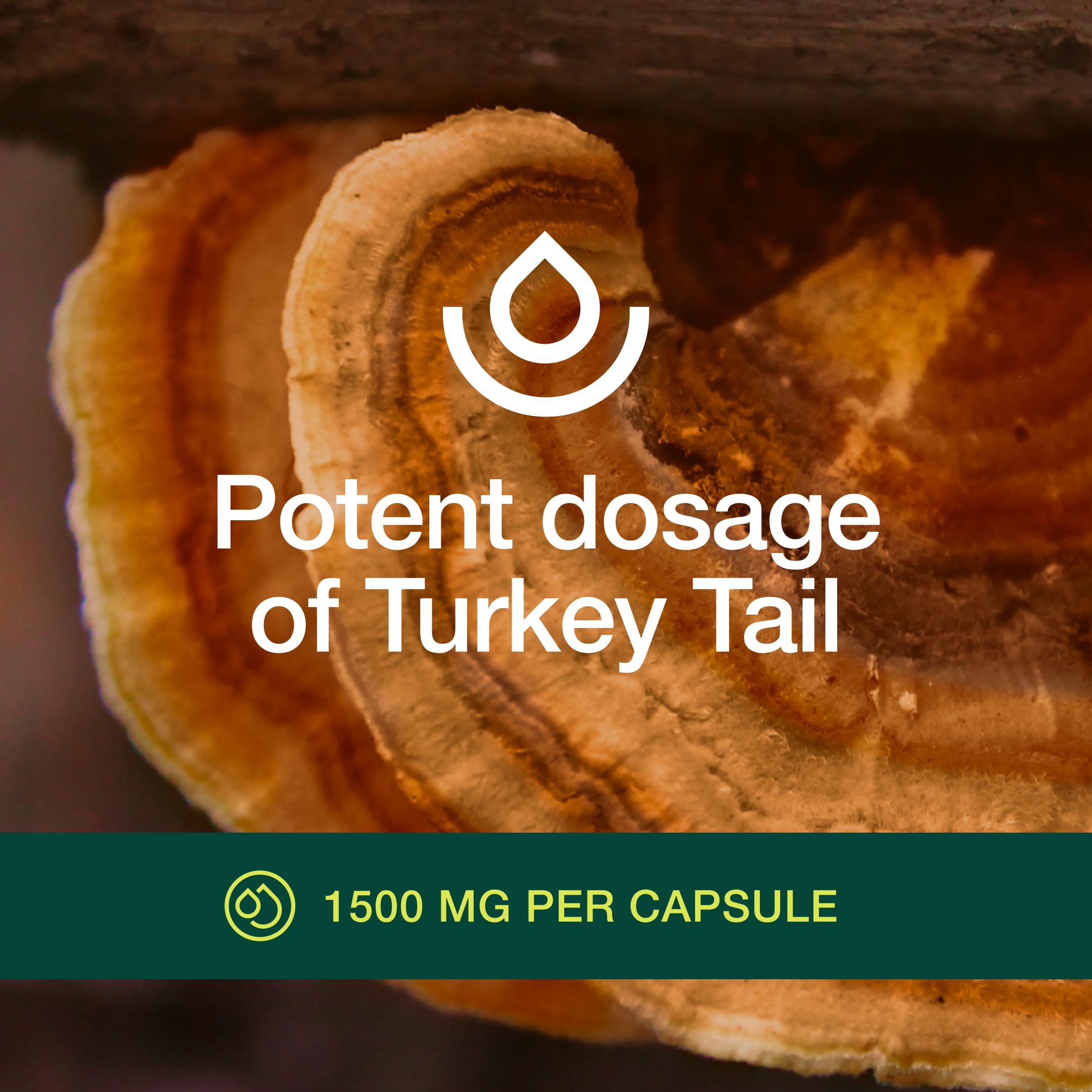 Fresh Nutrition Organic Turkey Tail Mushroom Extract Supplement - High in Beta Glucans – Non-GMO, Vegan Friendly, Gluten-Free - 90 Capsules