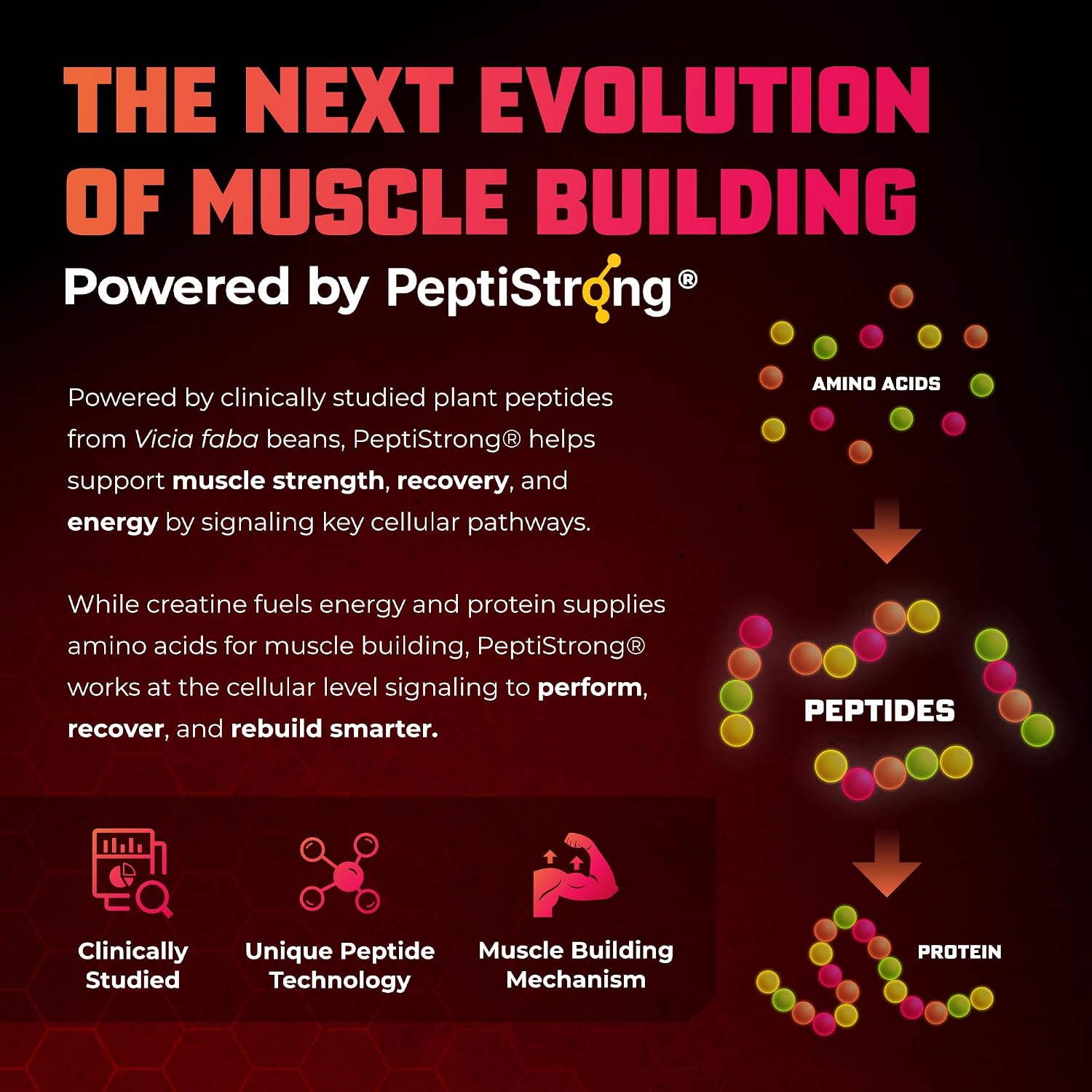 Huge Muscle Growth Peptides, Unique PeptiStrong® Peptide Complex, Clinically Studied, Supports Muscle Protein Synthesis, Strength, Performance & Recovery, Advanced Peptide Technology, 30 Servings