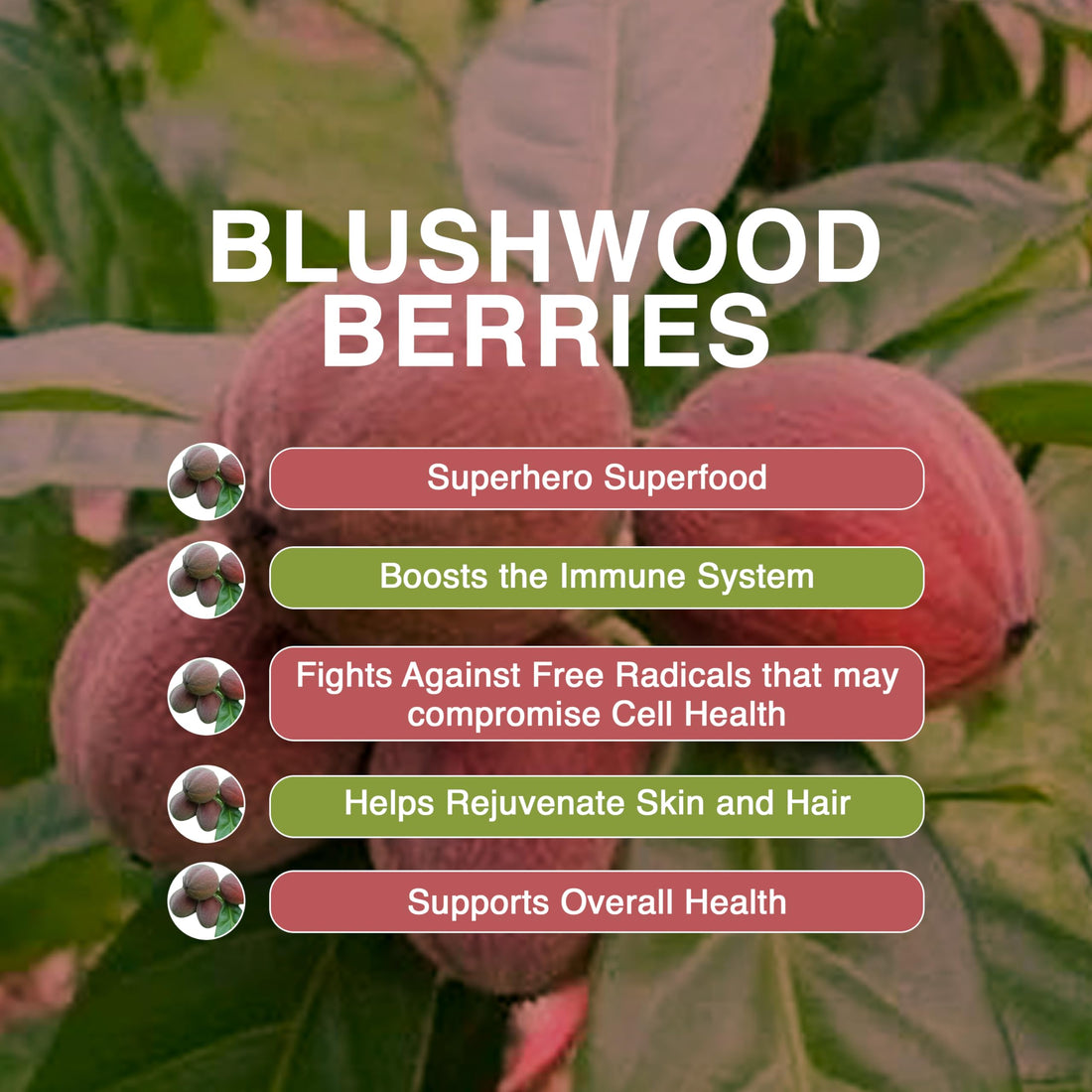 Aussie Pure Blushwood Berry daily cell defense powder container on a white background
