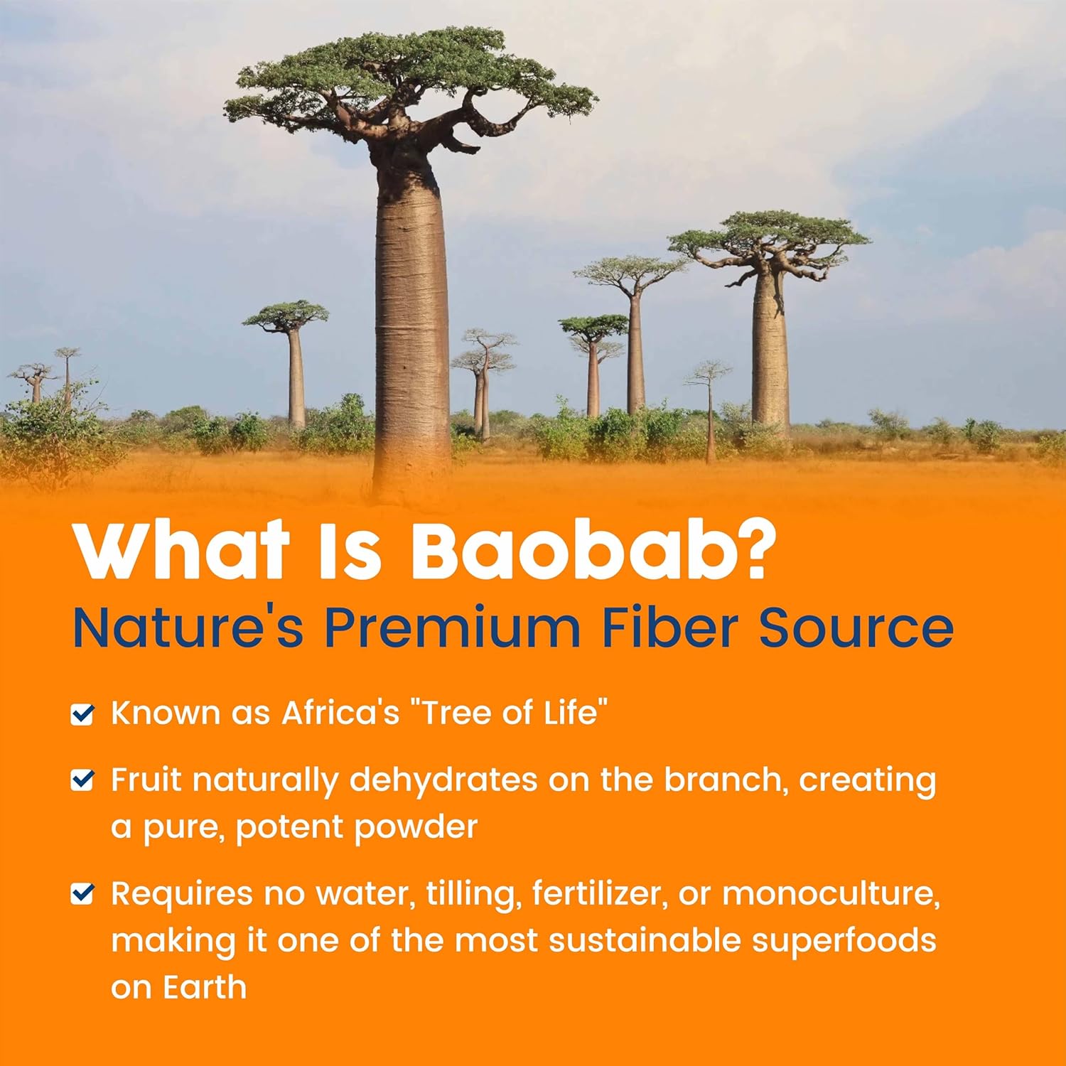 NativePath Baobab Prebiotic Fiber, Orange, Sugar-Free, 30 Servings | Organic Soluble Source, L-Glutamine, Supports Digestion, Regularity, Gut Health & Microbiome, Keto