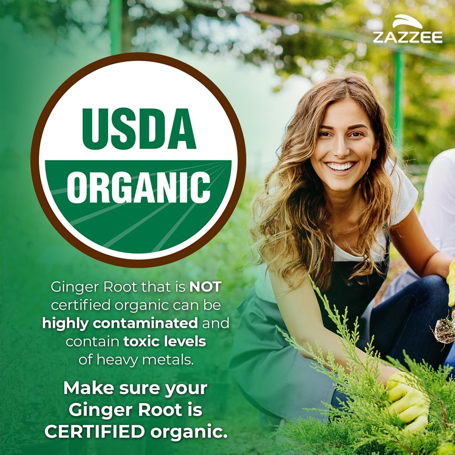 Zazzee USDA Organic Ginger Root 20:1 Extract, 5% Gingerols, 100 Vegan Capsules, 3+ Month Supply, Zingiber Officinale, Digestive & Stomach Support, All-Natural, Non-GMO, Made in the USA