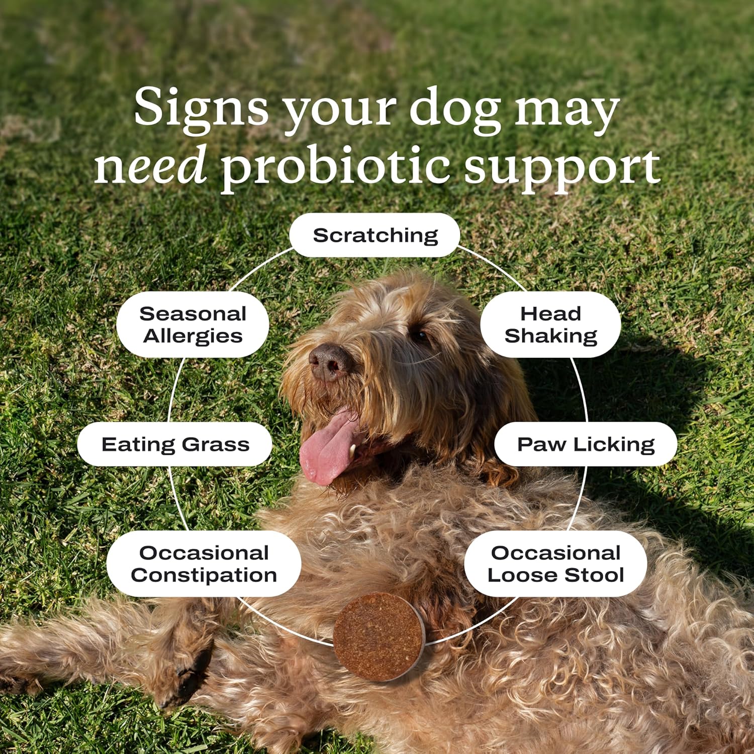 PetLab Co. Probiotic Chews for Dogs, 30 Soft Chews, 3-Pack | 8-strain probiotic blend with prebiotics to support digestive health, skin and seasonal allergy support