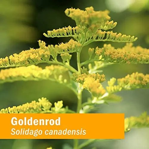 Herb Pharm Certified Organic Goldenrod Liquid Extract for Urinary System Support, 1 Fl Oz (Pack of 1) - PrimeBioHealth - canada supplements