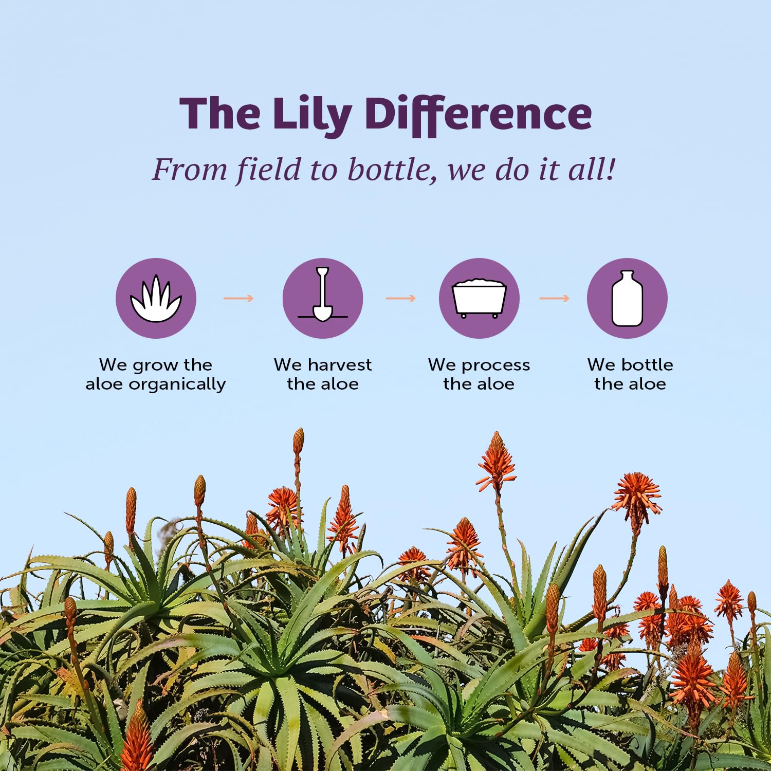 Lily of the Desert Aloe Vera Juice, Whole Leaf Filtered, Organic & Preservative Free – Natural Vitamins, Digestive Enzymes for Gut Health, - PrimeBioHealth - canada supplements