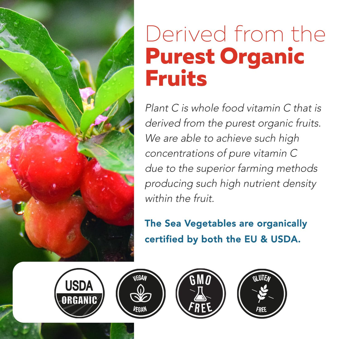 Organic Vitamin C | Whole Food Vitamin C from Fruit Plus Absorption Enhancing Cofactors - Vegan, Enhanced Bioavailability - Immune Support - PrimeBioHealth - canada supplements