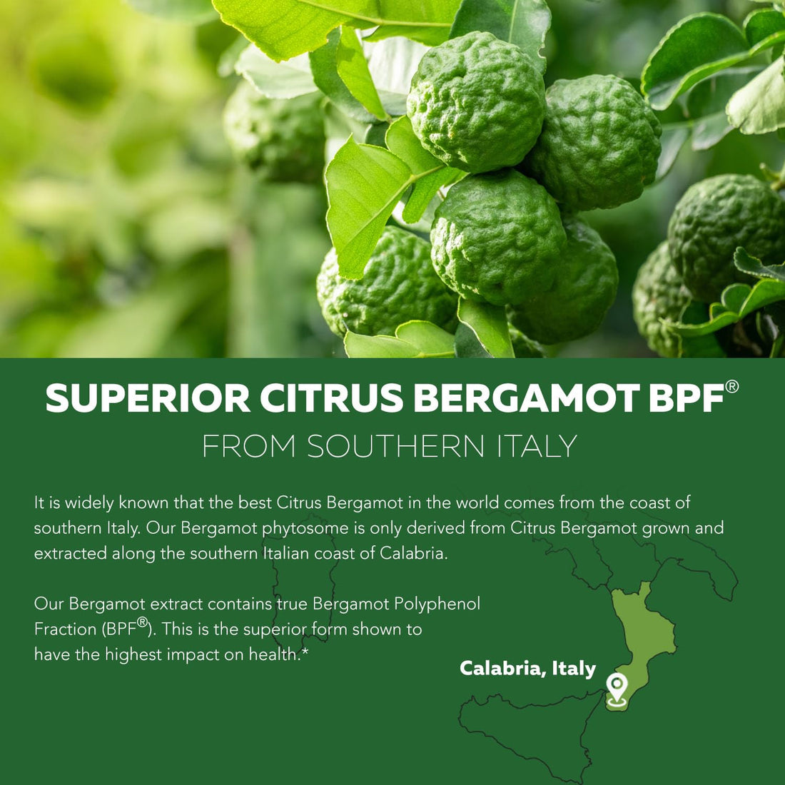 SoActive Bergamot: 2.5X More Effective, Italian Citrus Bergamot Phytosome - Clinically Validated | Enhanced with Grape Seed Extract - PrimeBioHealth - canada supplements
